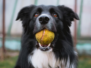 Dog with ball