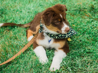 Dog with scarf