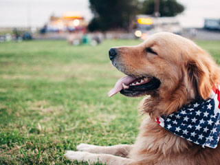 Dog with American flag scarf