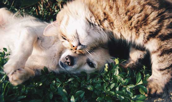 Cat and Dog